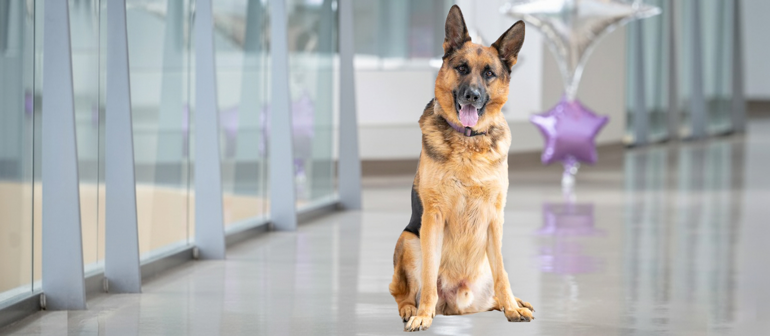 Gabriels German Shepherd Dog Rescue
