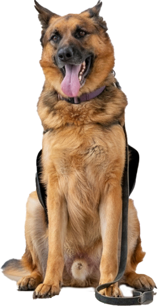 Gabriels German Shepherd Dog Rescue