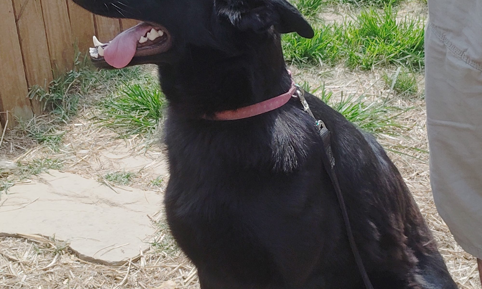 STELLA- A BEAUTIFUL ENERGY