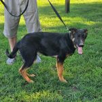 CHOPPER – PICK OF THE LITTER