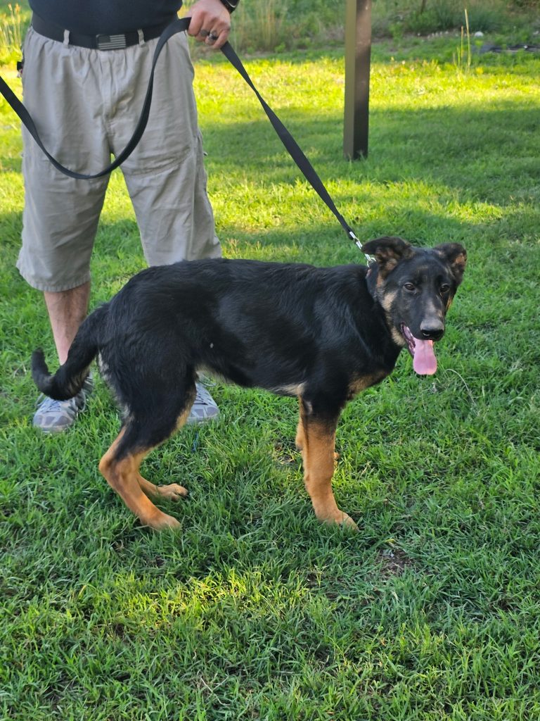 CHOPPER – PICK OF THE LITTER