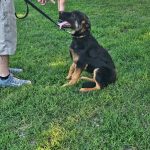 CHOPPER – PICK OF THE LITTER