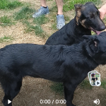 CHOPPER – PICK OF THE LITTER