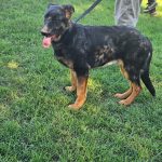 CHOPPER – PICK OF THE LITTER