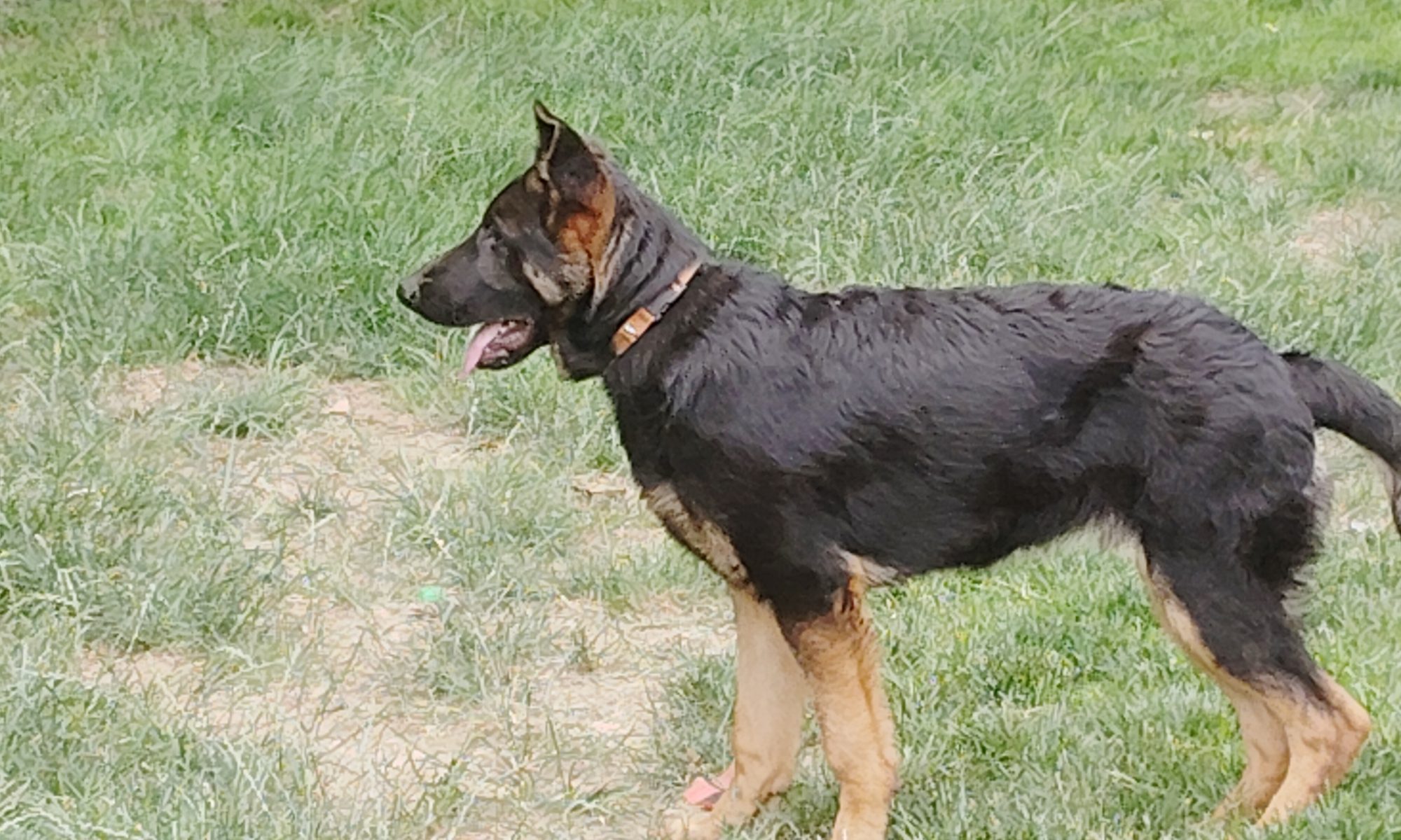 CHOPPER – PICK OF THE LITTER