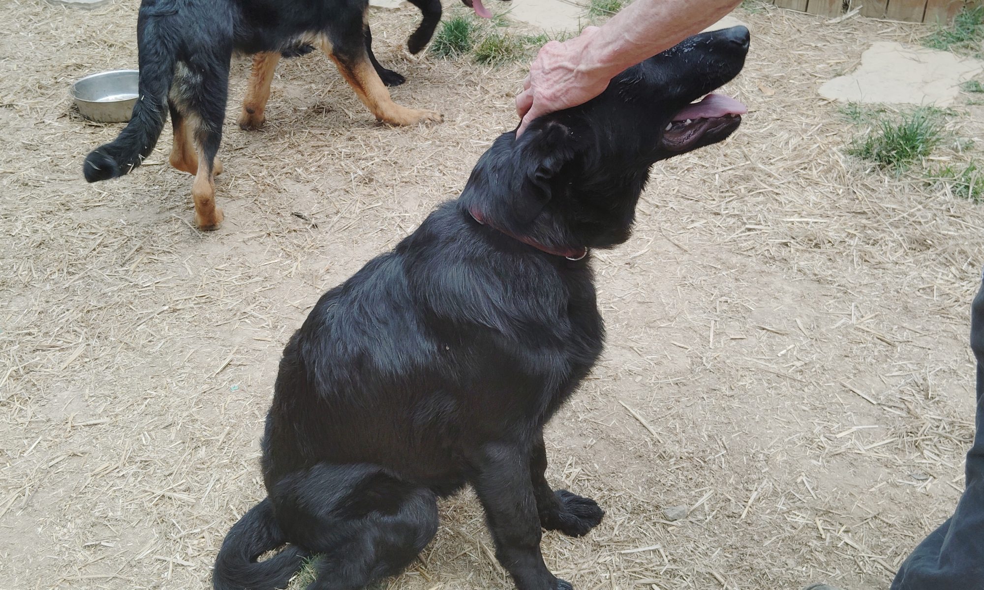 CHOPPER – PICK OF THE LITTER